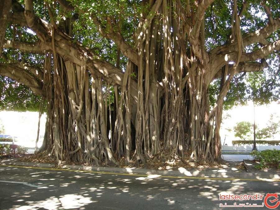 درخت لور