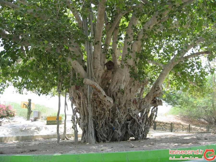 درخت لور در روستای رمین