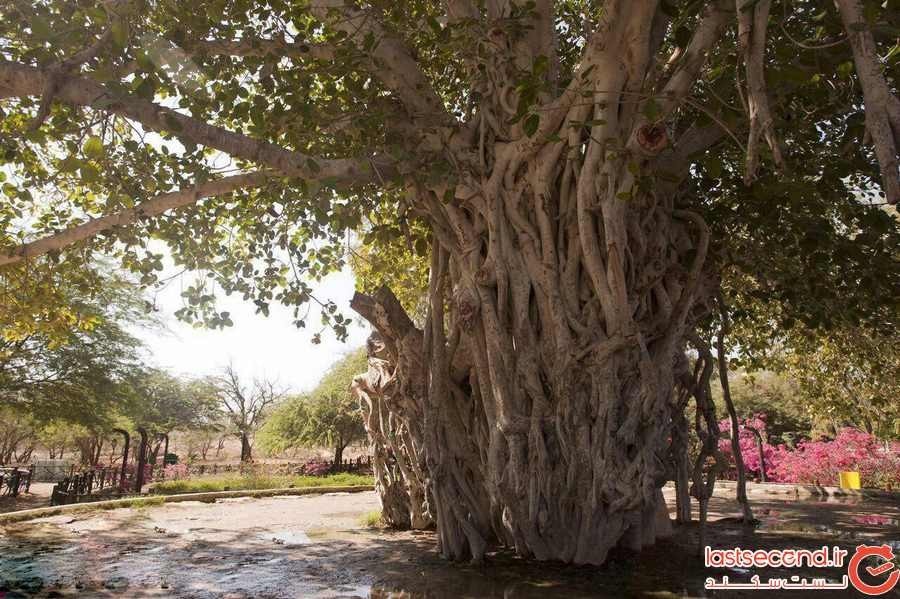 درخت لور در جزیره کیش