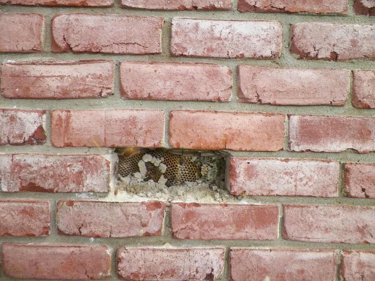 لانه کردن زنبورها در میان دیوارهای خانه‌ای در آمریکا