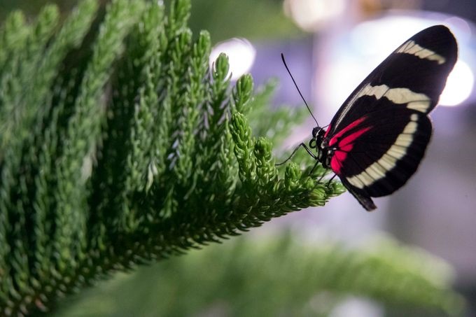 نمایشگاه سالانه پروانه ها در موزه تاریخ طبیعی آمریکا
