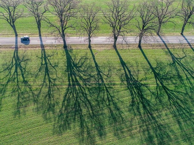 افتادن سایه درختان جاده بر روی زمین در آلمان