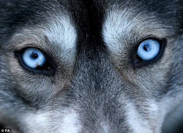چرا سگ‌های هاسکی سیبری چشم آبی هستند؟