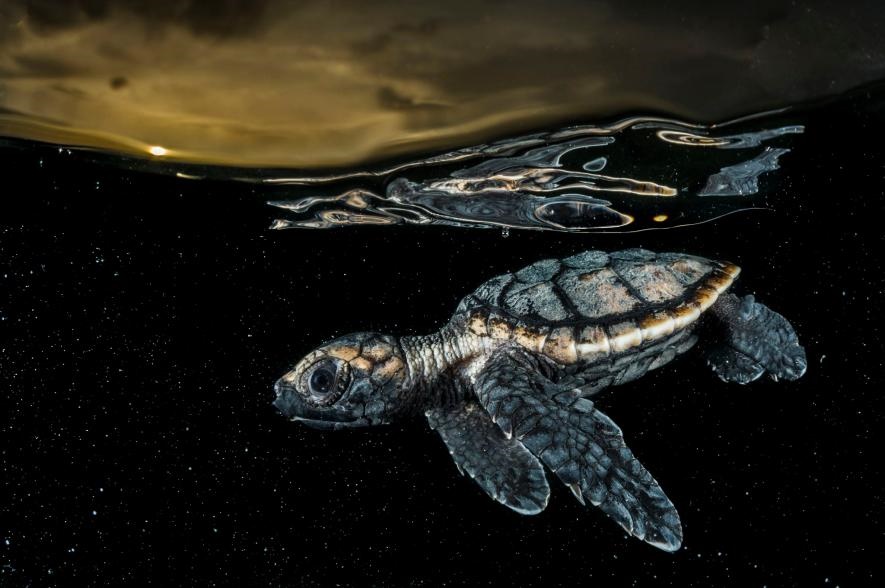 اولین شنای لاک‌پشت در عکس روز نشنال جئوگرافیک