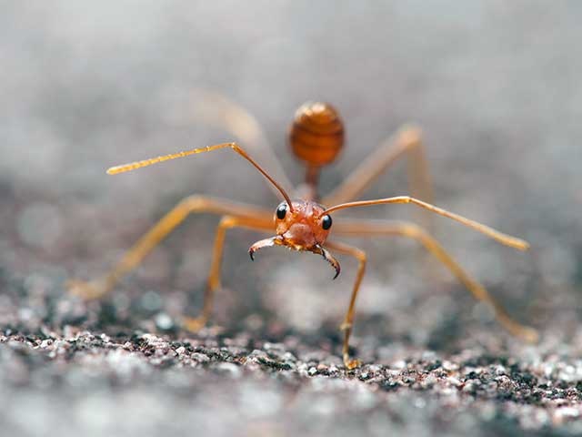 قوی‌ترین جانور جهان، مورچه بافنده آسیایی (Asian weaver ants)