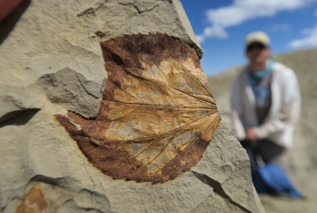آیا این برگ ۵۵٬۵۰۰٬۰۰۰ ساله می‌تواند آینده زمین را پیش‌بینی کند؟