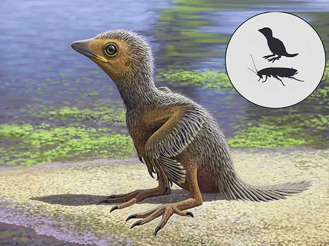 نادرترین فسیل پرندگان به قدمت ۱۲۷٬۰۰۰٬۰۰۰ سال