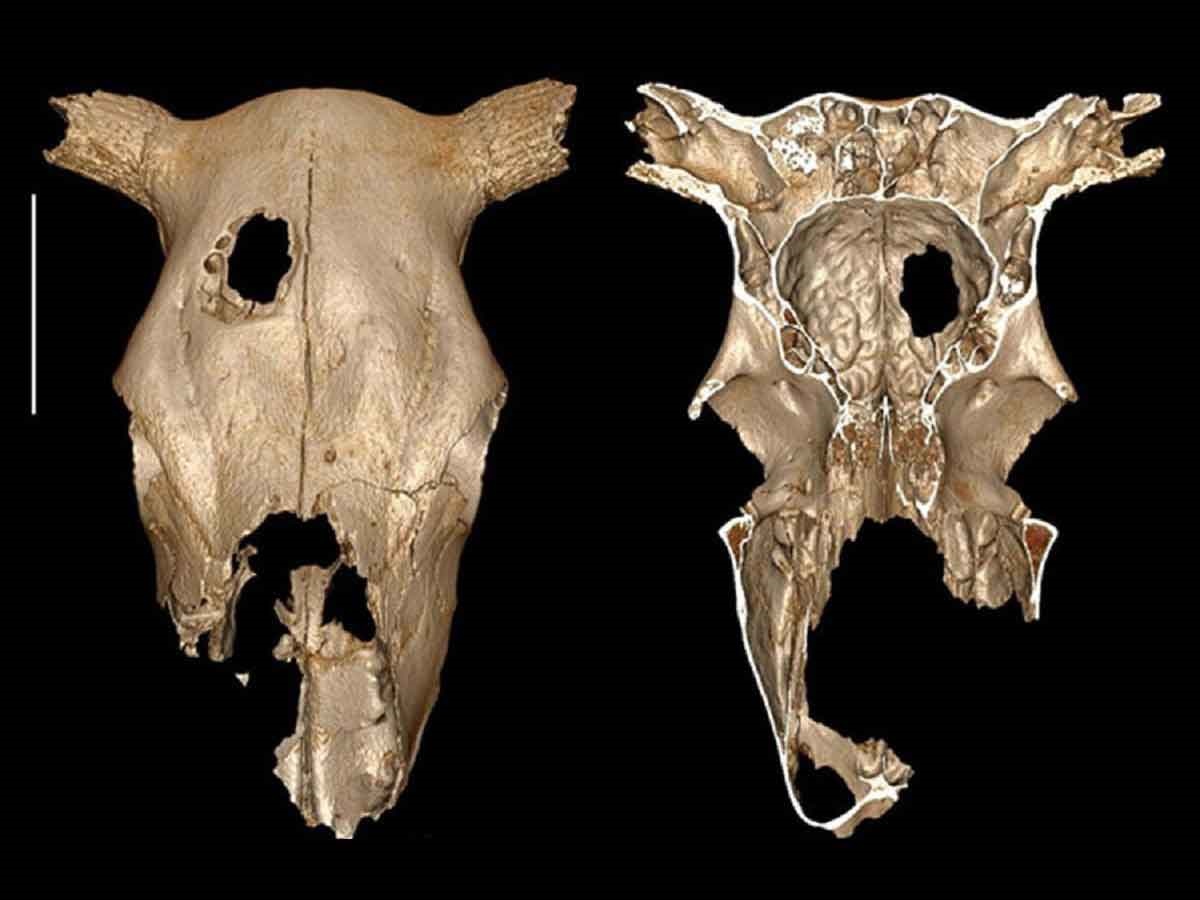 جراحی ۵۰۰۰ ساله روی جمجمه گاو برای تمرین درمان بیماری مغزی