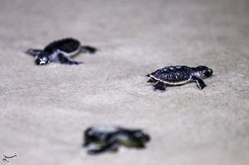 تولد لاک‌پشت‌های پوزه عقابی در جزیره کیش
