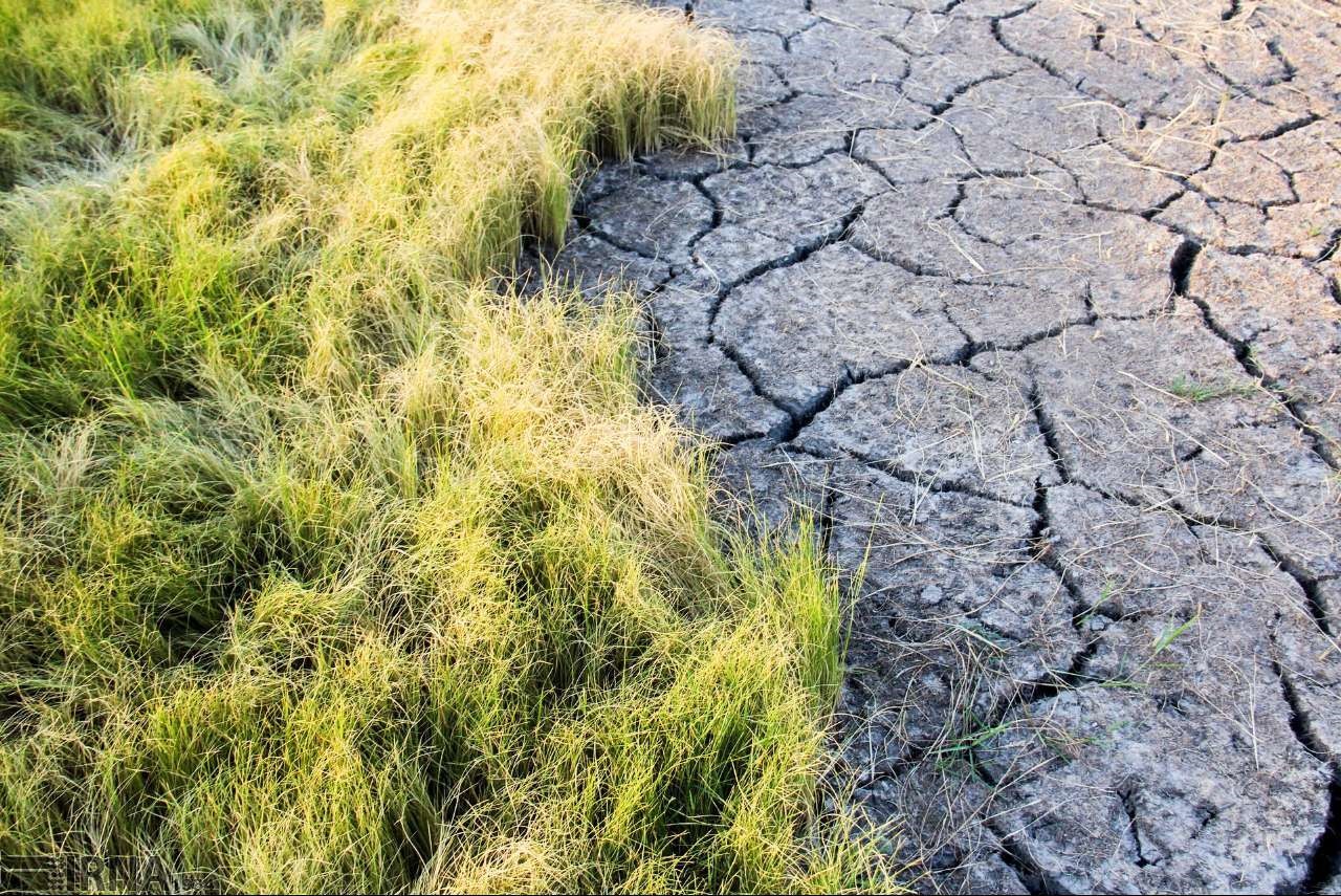 خطر خشکسالی شالیزارهایی شرق استان گلستان 