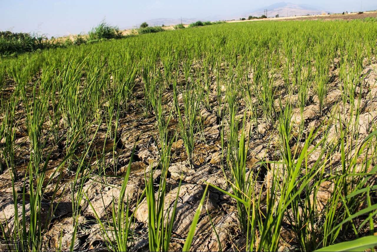 خطر خشکسالی شالیزارهایی شرق استان گلستان 