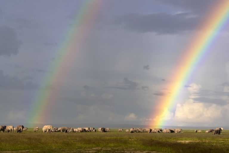عبور فیل‌ها از رنگین کمان در کنیا