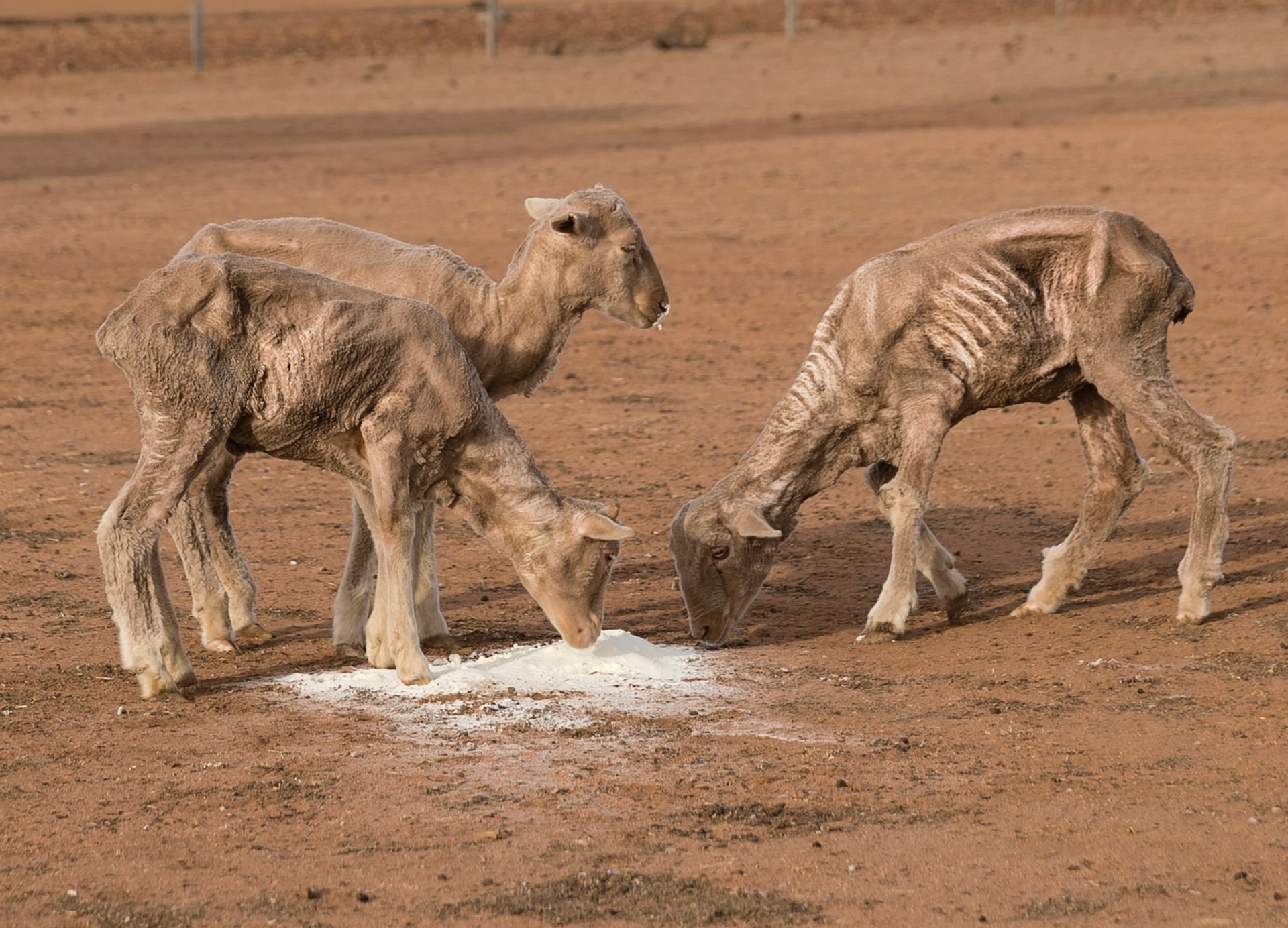 خشکسالی در استرالیا