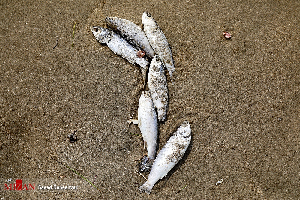 مرگ آبزیان در ساحل بندرعباس