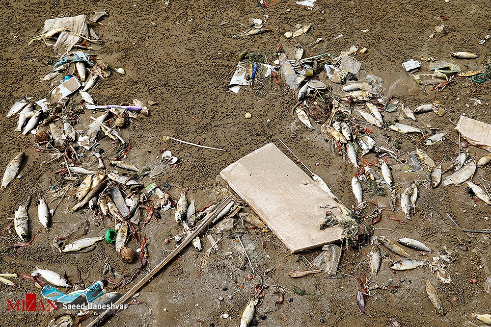 مرگ آبزیان در ساحل بندرعباس