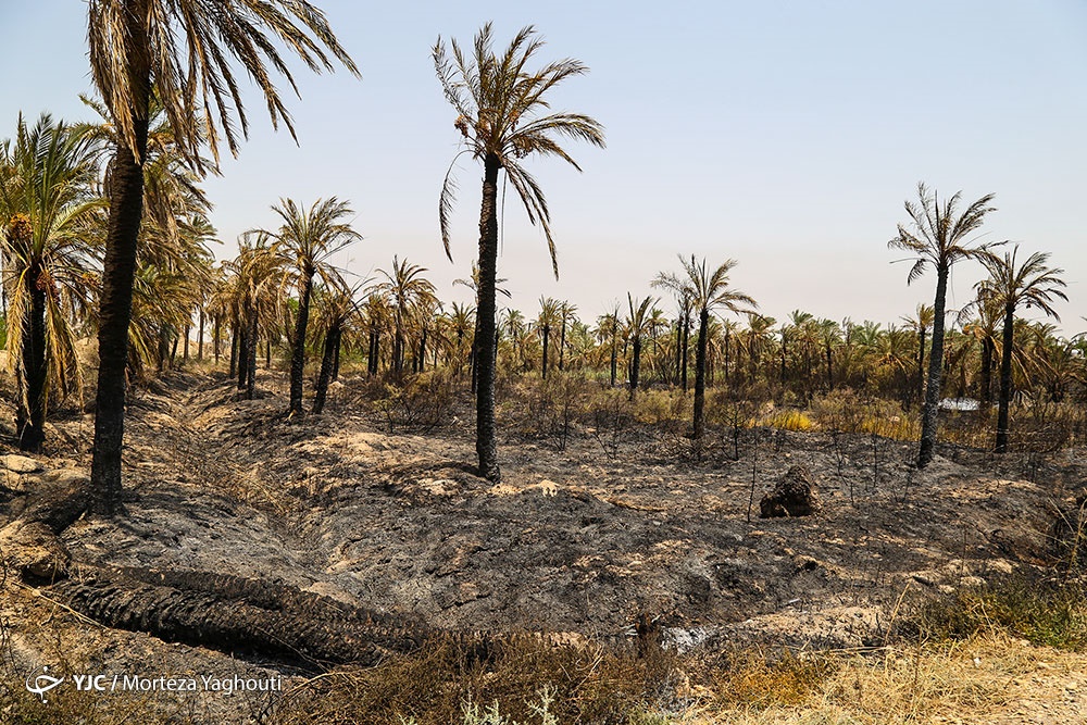 مرگ بیش از 700 نفر نخل در شهر خنافره از توابع شادگان