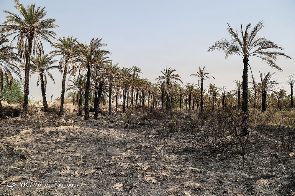 مرگ بیش از 700 نفر نخل در شهر خنافره از توابع شادگان