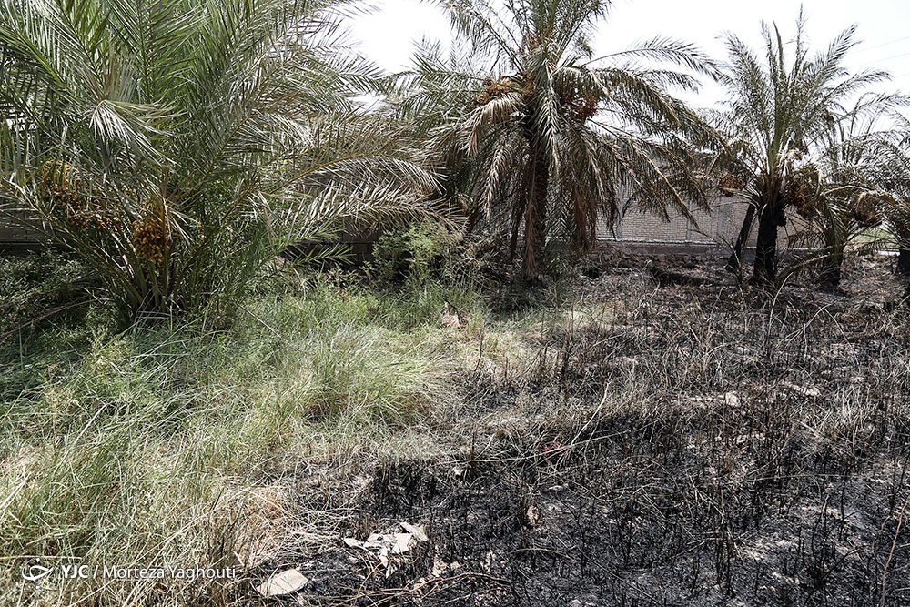 مرگ بیش از 700 نفر نخل در شهر خنافره از توابع شادگان