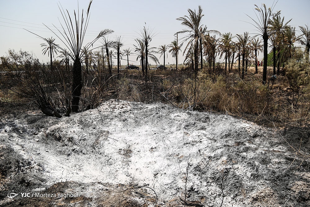 مرگ بیش از 700 نفر نخل در شهر خنافره از توابع شادگان