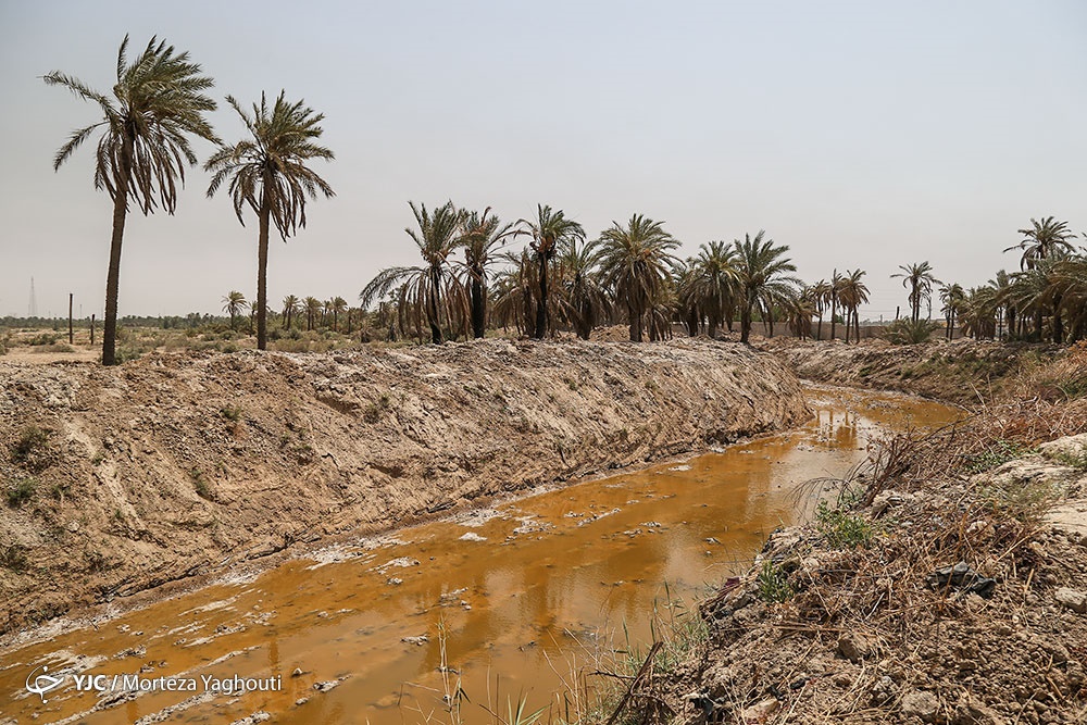 مرگ بیش از 700 نفر نخل در شهر خنافره از توابع شادگان