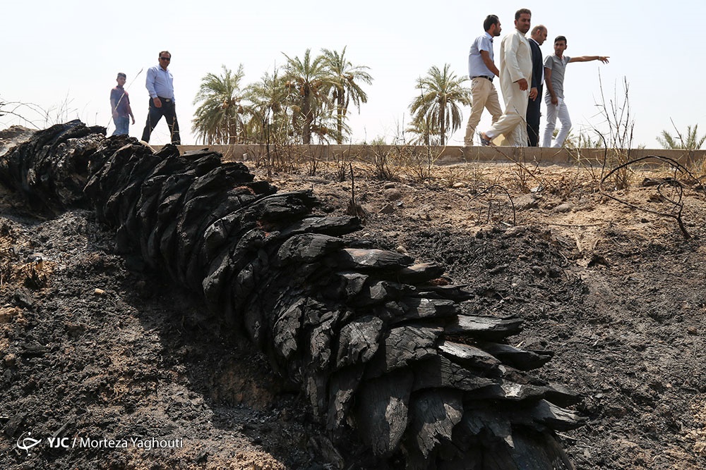 مرگ بیش از 700 نفر نخل در شهر خنافره از توابع شادگان