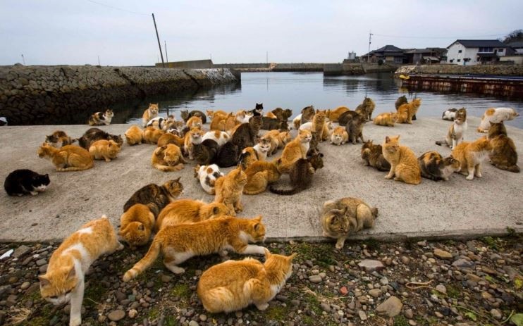 جزیره گربه‌ها در ژاپن