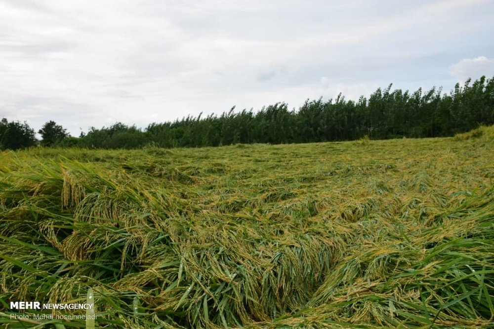 خسارت بارش باران به مزارع برنج در آستارا  