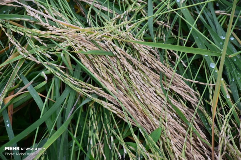 خسارت بارش باران به مزارع برنج در آستارا  