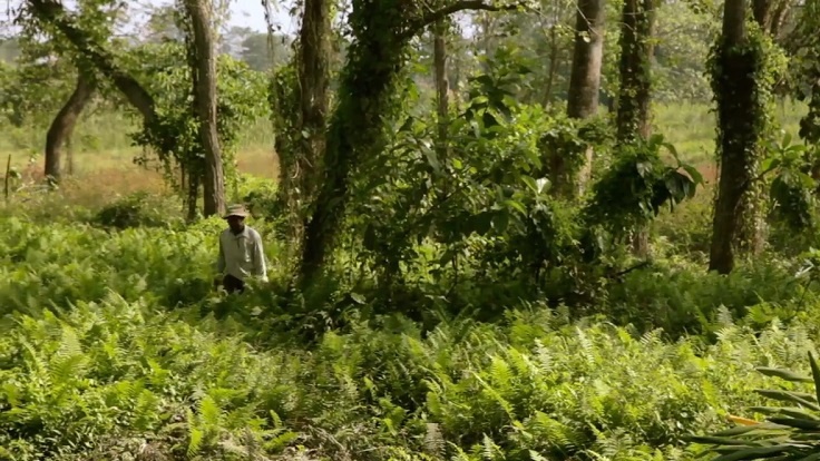 این مرد 39 سال کار کرد تا بیابان را تبدیل به جنگل کند! + عکس