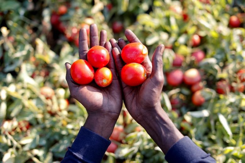 سوتای داربوعه 42 ساله از سنگال، چند گوجه فرنگی را در مزرعه گیاهان گوجه فرنگی در شهر فوجا ایتالیا در دستانش گرفته است
