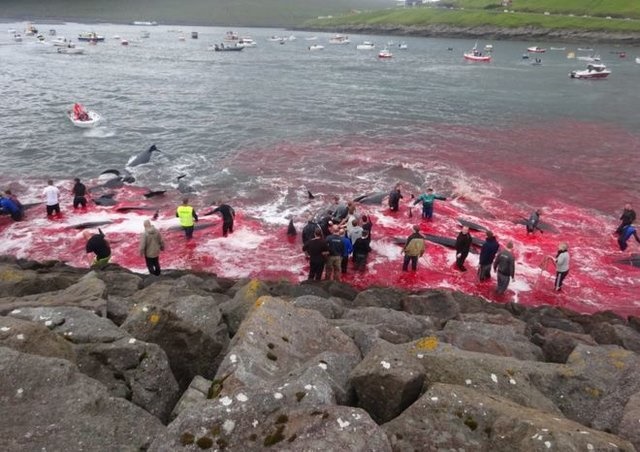 تصاویر عجیب از جاری شدن دریای خون در پی کشتار نهنگ‌های شمال اروپا 