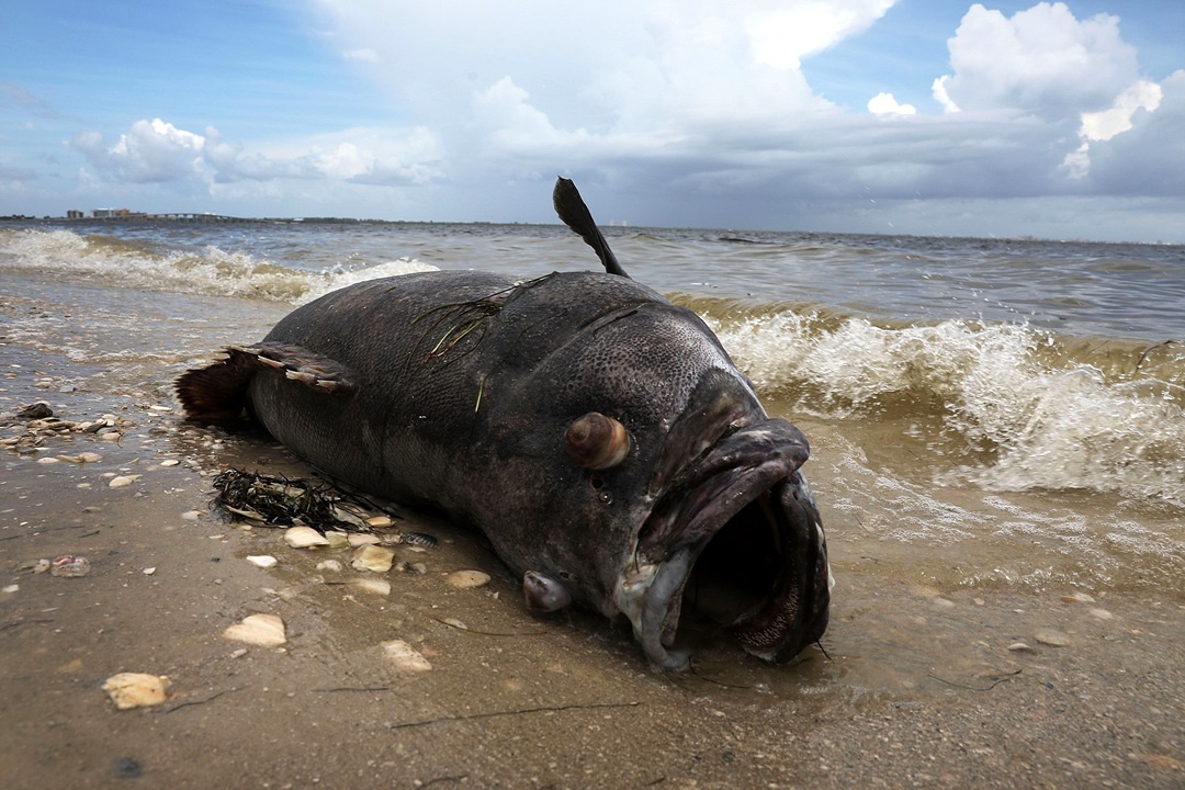 مرگ ماهی ها در سواحل فلوریدای آمریکا