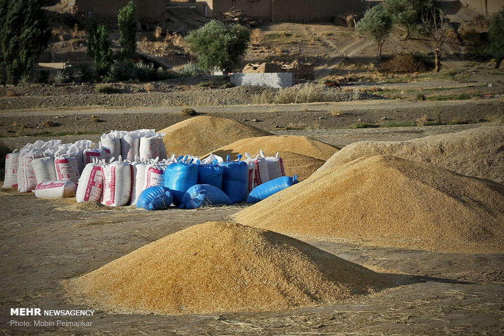برداشت گندم در کردستان