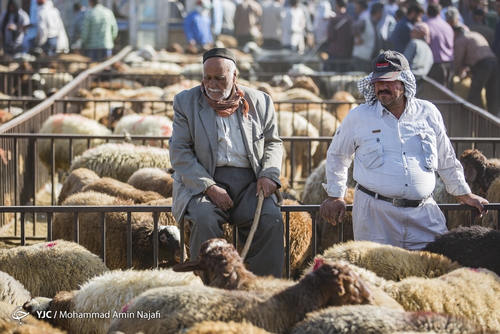بازار خرید و فروش دام در آستانه عید قربان 