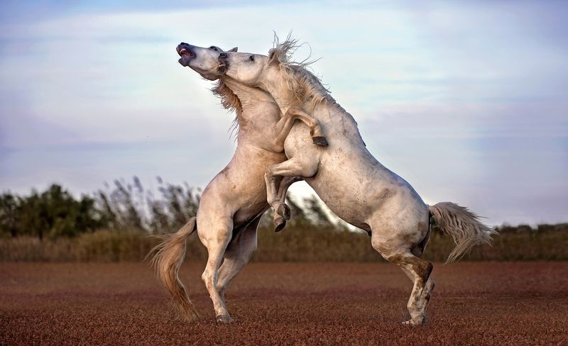 مبارزه اسب‌های فرانسوی در عکس روز نشنال جئوگرافیک
