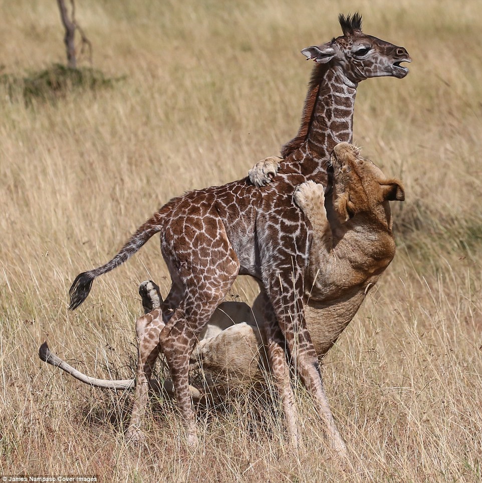 حمله شیرها به رزافه مادر و فرزندش در پارک ماسایی مارا کنیا