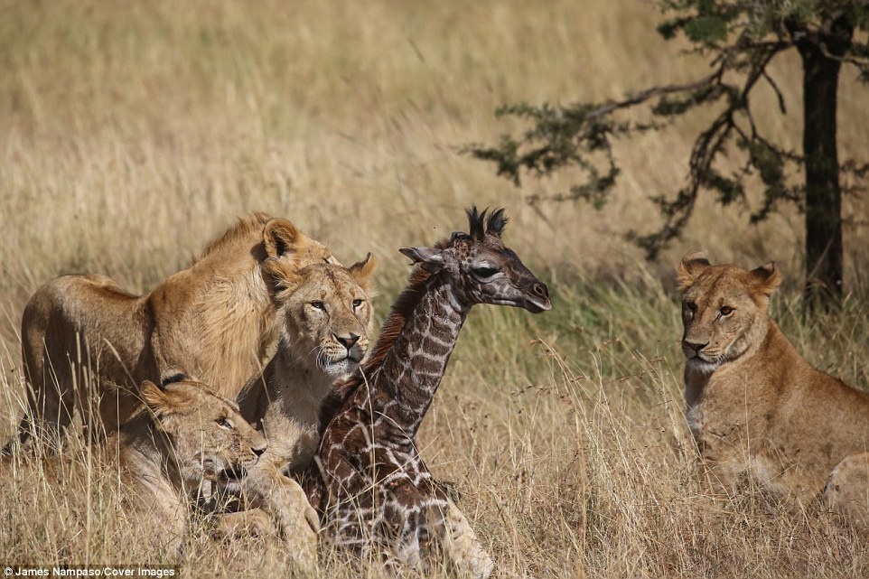 حمله شیرها به رزافه مادر و فرزندش در پارک ماسایی مارا کنیا