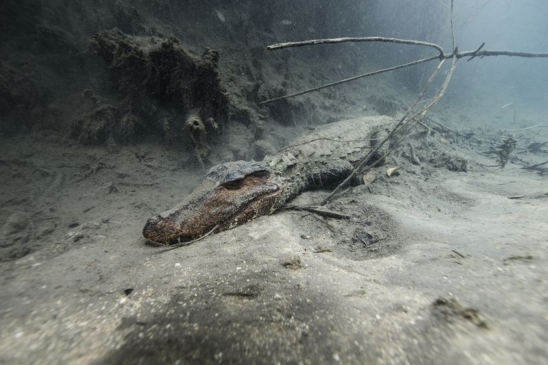 زندگی تمساح کایمن زیر آب در عکس روز نشنال جئوگرافبک