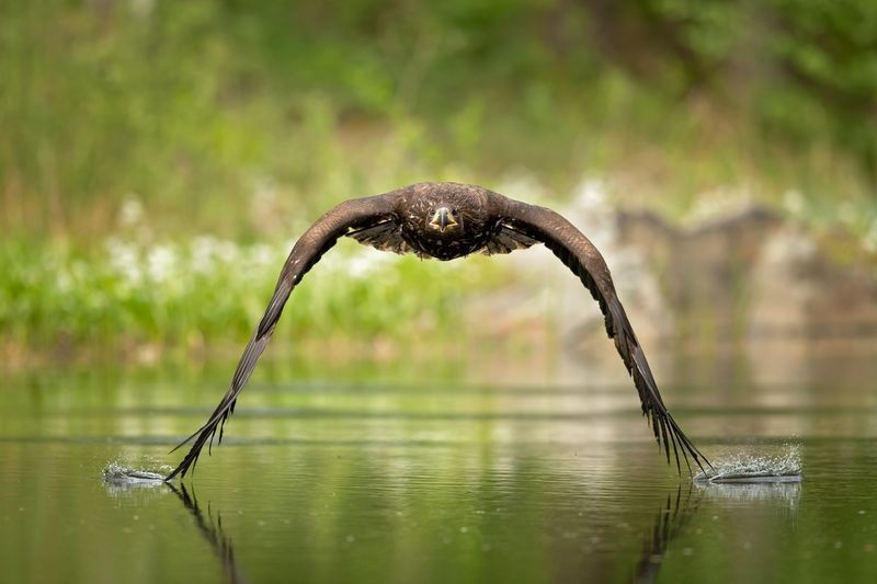 پرواز عقاب دریایی دم‌سفید بر بالای سطح آب در جمهوری چک