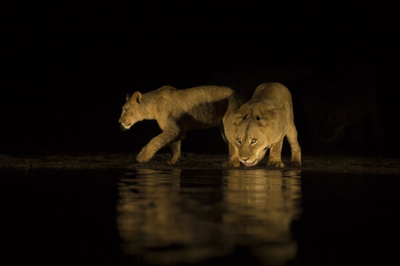عکاسی از شیرها در شب