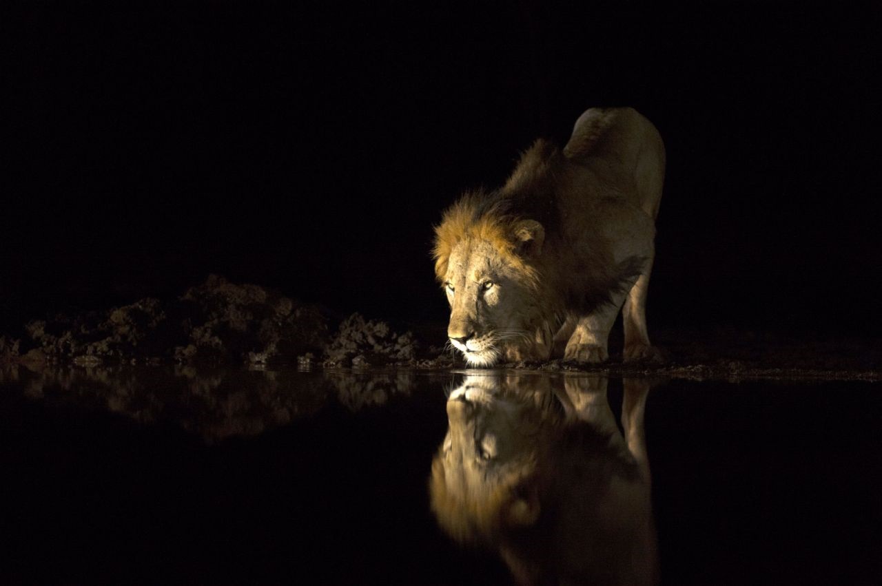 عکاسی از شیرها در شب
