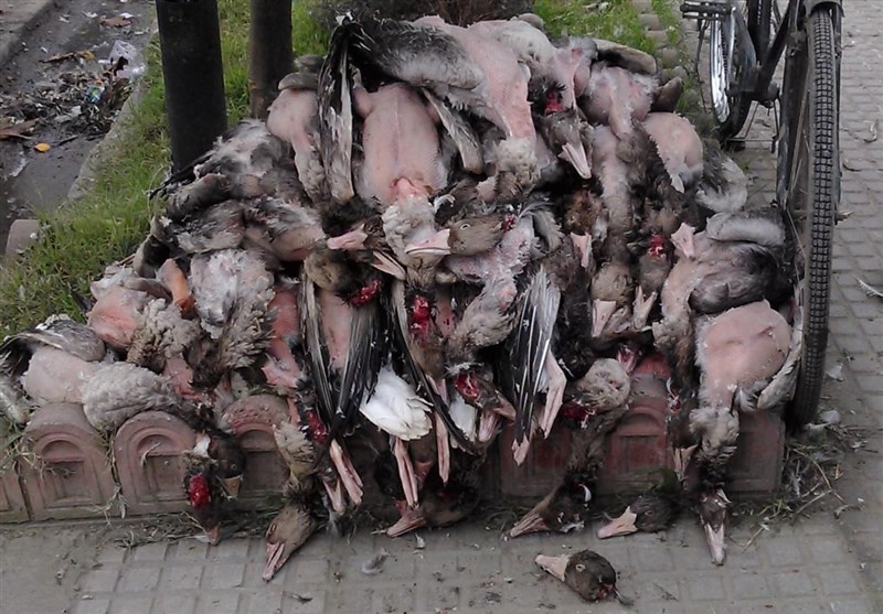 کشتار وسیع پرندگان وحشی