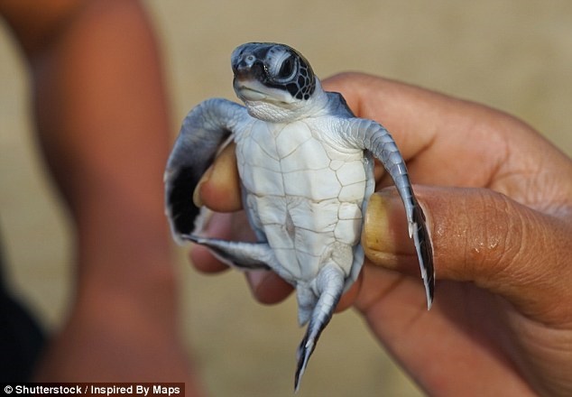 پلاستیک عامل مرگ‌ومیر ۴۰ درصد از لاک‌پشت‌های دریایی