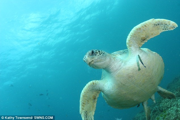 پلاستیک عامل مرگ‌ومیر ۴۰ درصد از لاک‌پشت‌های دریایی