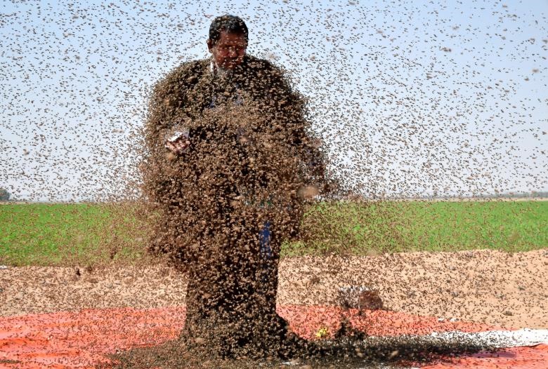 یک مرد عربستانی در منطقه تبوک بدنش را با زنبورهای عسل پوشانده است