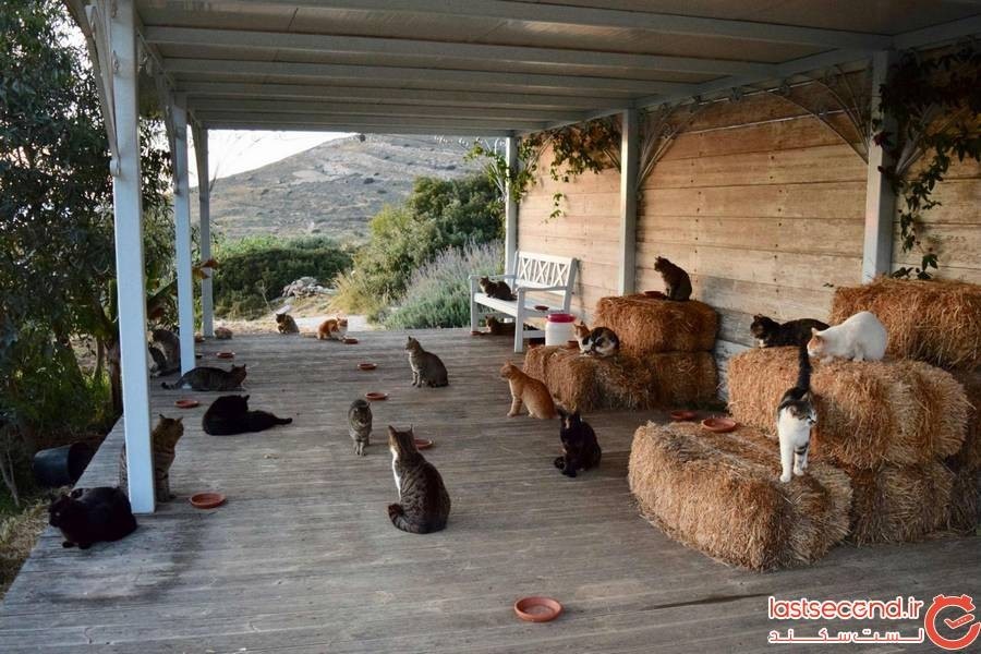 گربه های یونان
