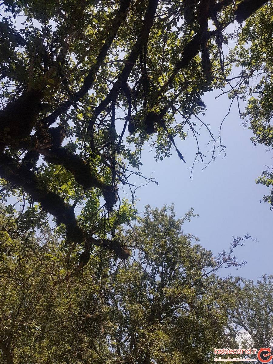 جنگل رویایی الیمستان در آملجنگل الیمستان آمل