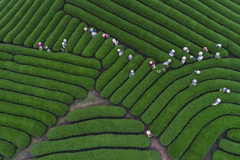 برداشت چای در ویتنام در عکس روز نشنال جئوگرافیک