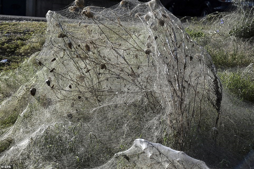 حمله بختکی عنکبوت‌ها به ساحل شهرآیتولیکوی یونان / عکس