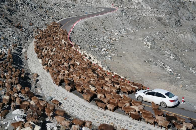 گوسفندان در جاده در طول مهاجرت فصلی در ولایت آلتای چین
